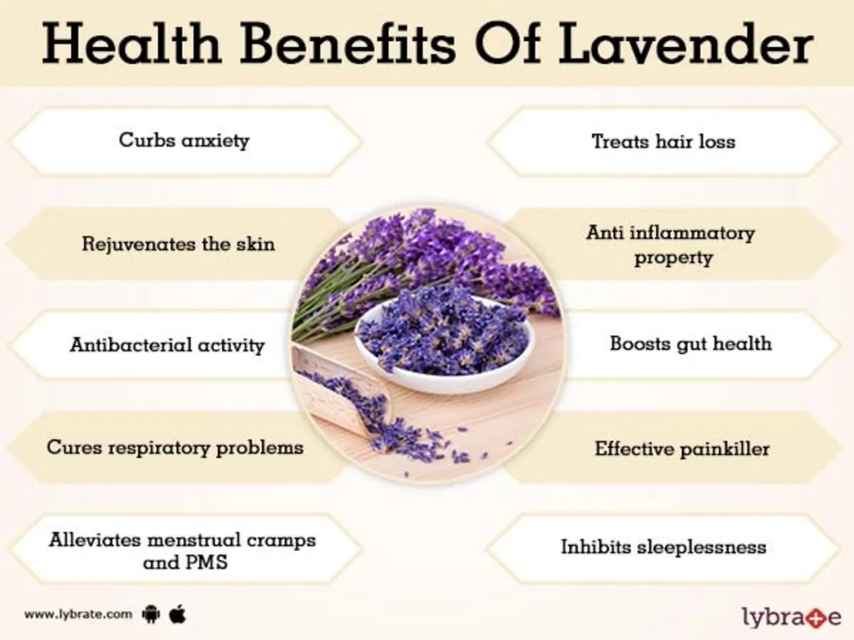 Benefits of Lavender Supplements